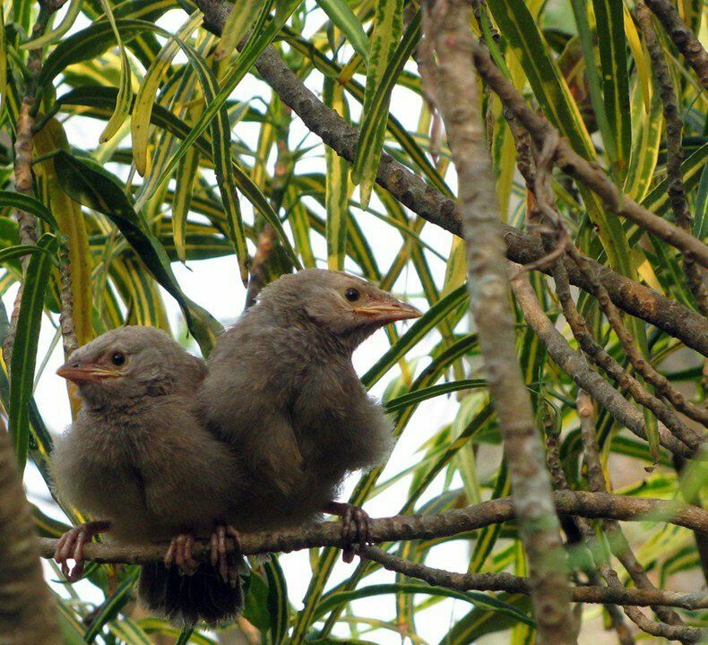 LOW ANGLE VIEW OF BIRDS PERCHING ON BRANCH