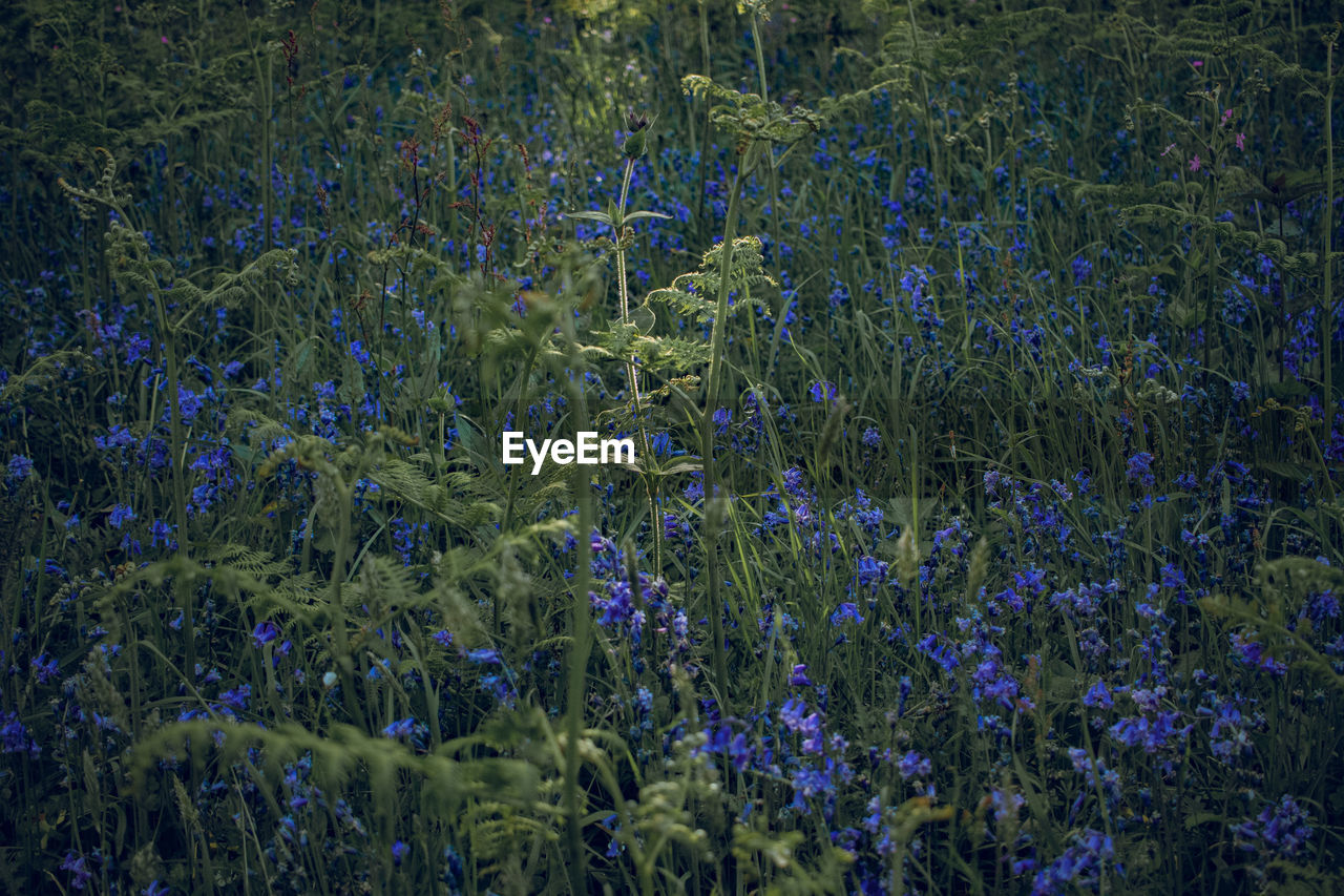 PURPLE FLOWERING PLANTS ON FIELD