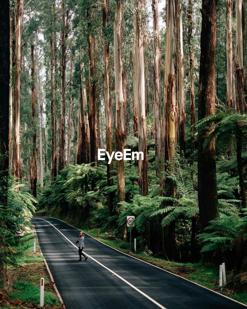 Road amidst trees in forest