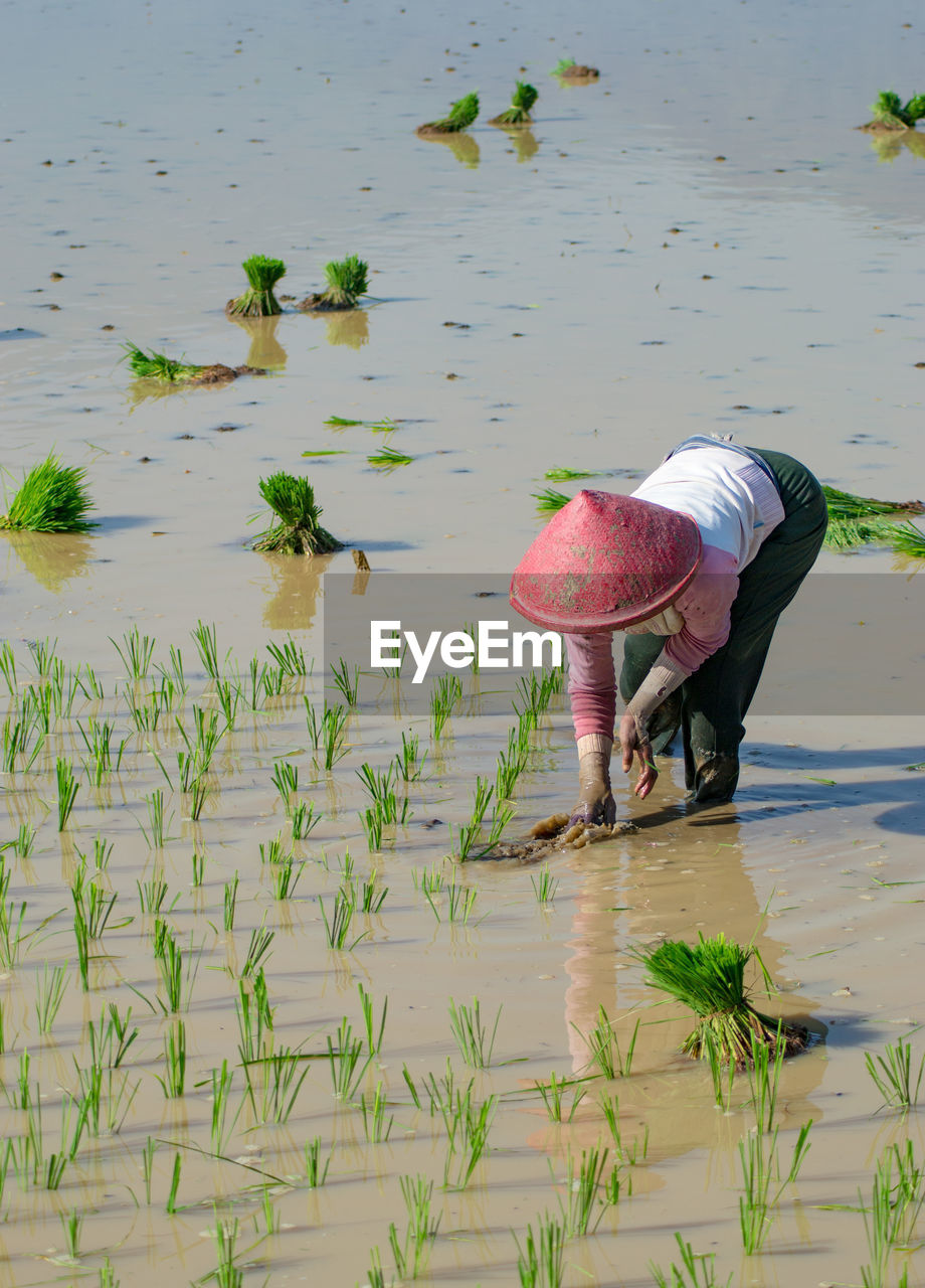 Woman working in farm field