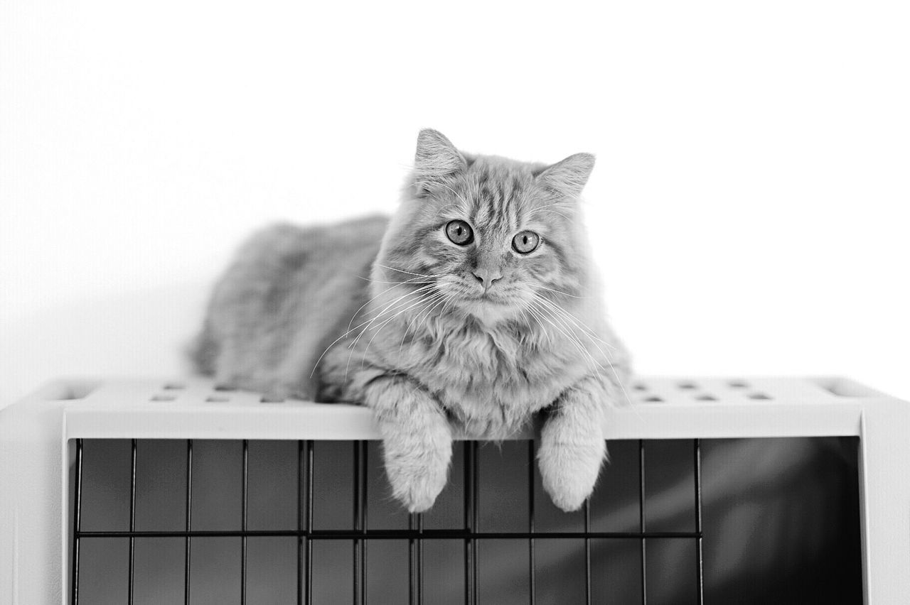 Close-up portrait of cat sitting on cage