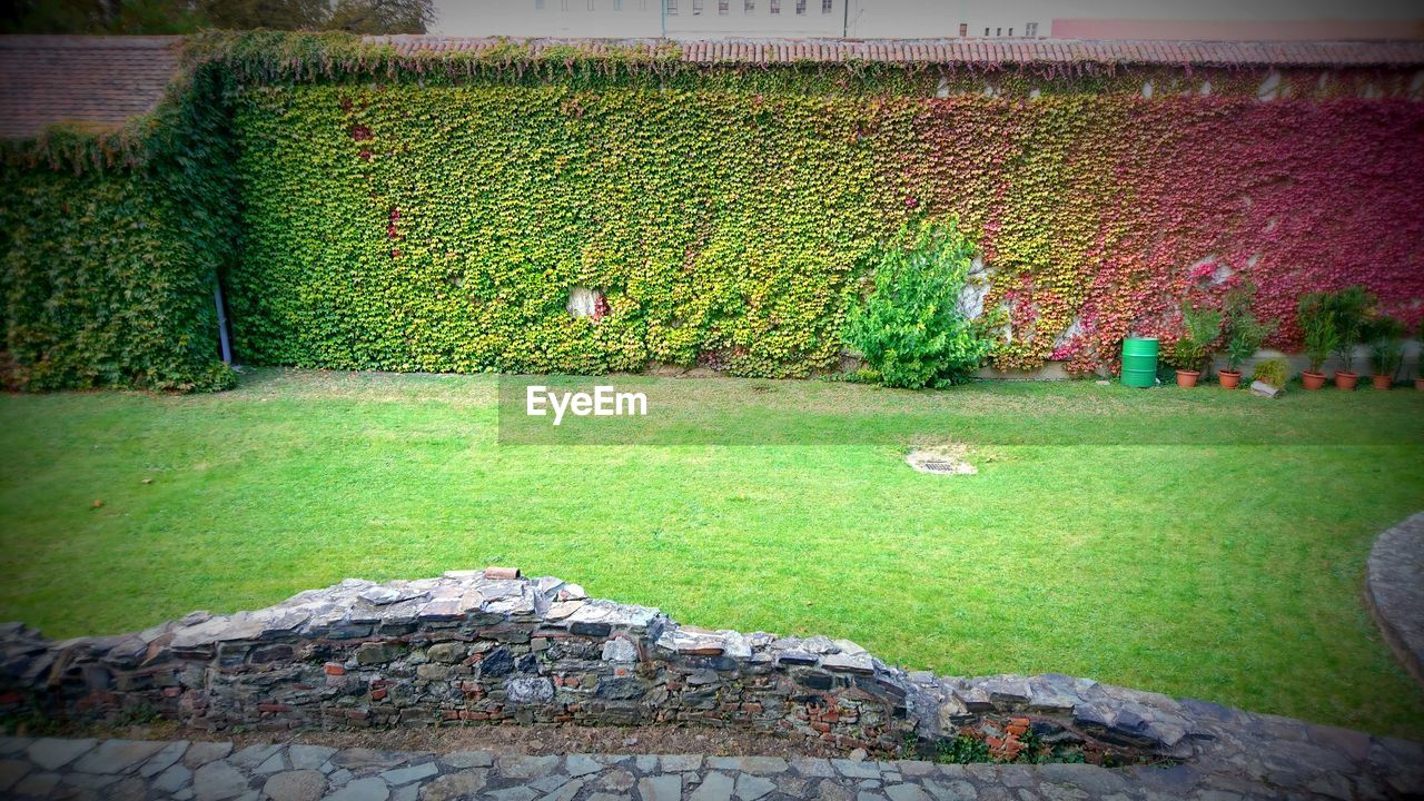 PLANTS GROWING ON FIELD AGAINST TREES