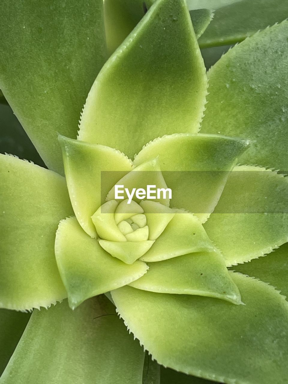 FULL FRAME OF SUCCULENT PLANT