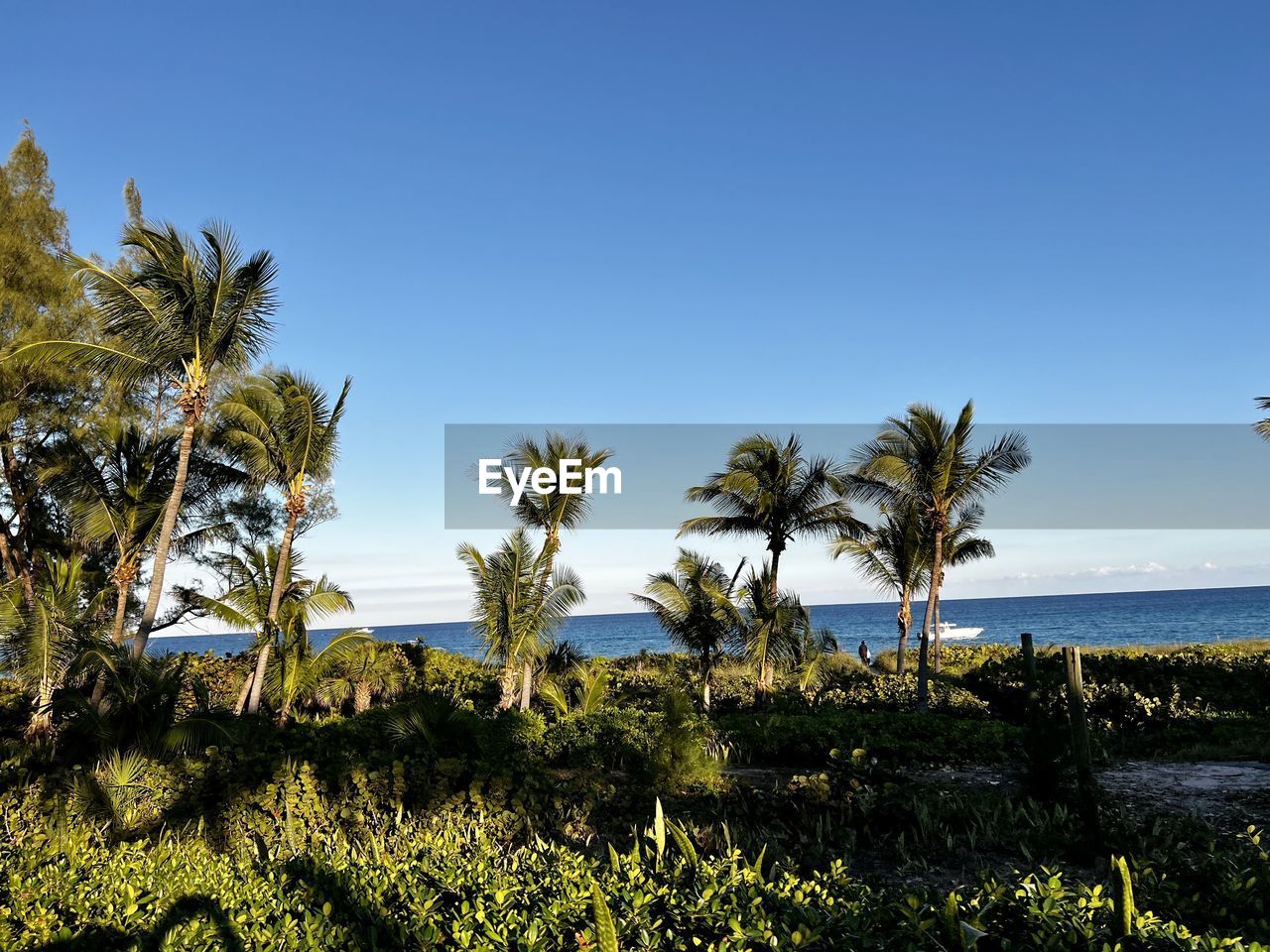 plant, sky, palm tree, tree, tropical climate, land, sea, nature, water, coast, beauty in nature, scenics - nature, beach, tropics, ocean, tranquility, no people, blue, clear sky, horizon, tranquil scene, environment, coconut palm tree, travel destinations, landscape, growth, shore, outdoors, day, travel, sunlight, sunny, flower, vacation, idyllic, horizon over water, non-urban scene, tourism, holiday, trip, cloud, tropical tree