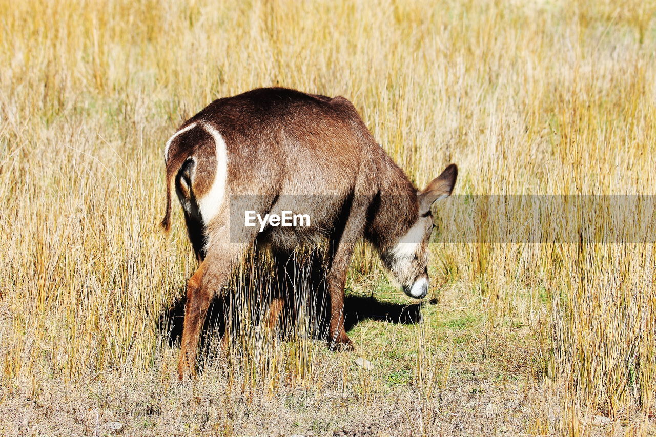 GIRAFFE ON FIELD