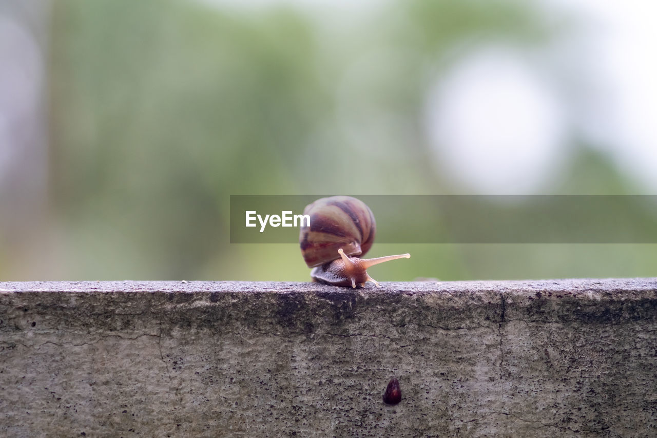 CLOSE-UP OF A SNAIL ON WALL