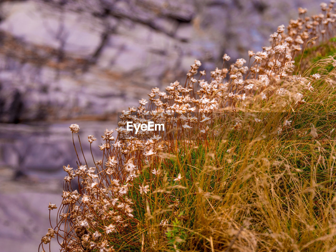 CLOSE-UP OF FLOWERING PLANTS ON LAND AGAINST BLURRED BACKGROUND