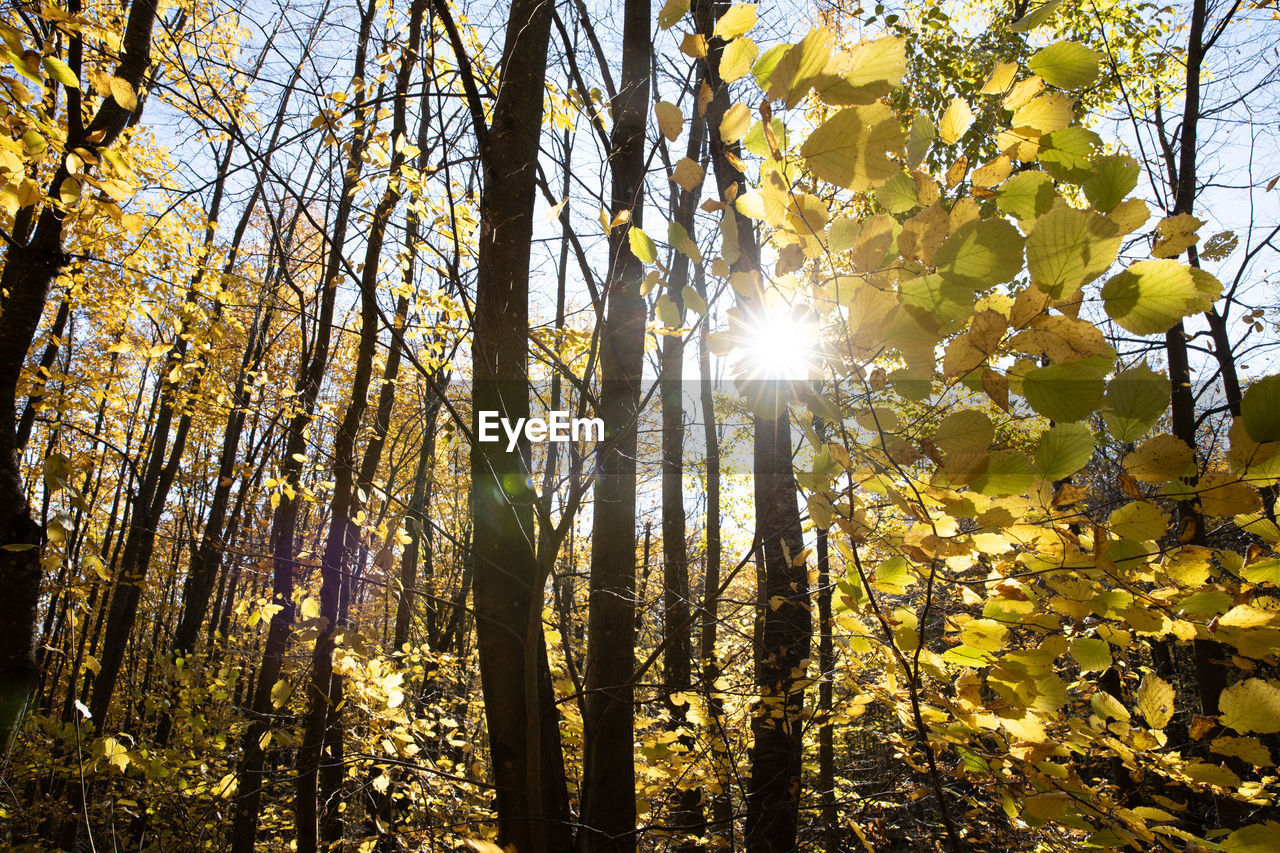 LOW ANGLE VIEW OF SUNLIGHT STREAMING THROUGH TREES