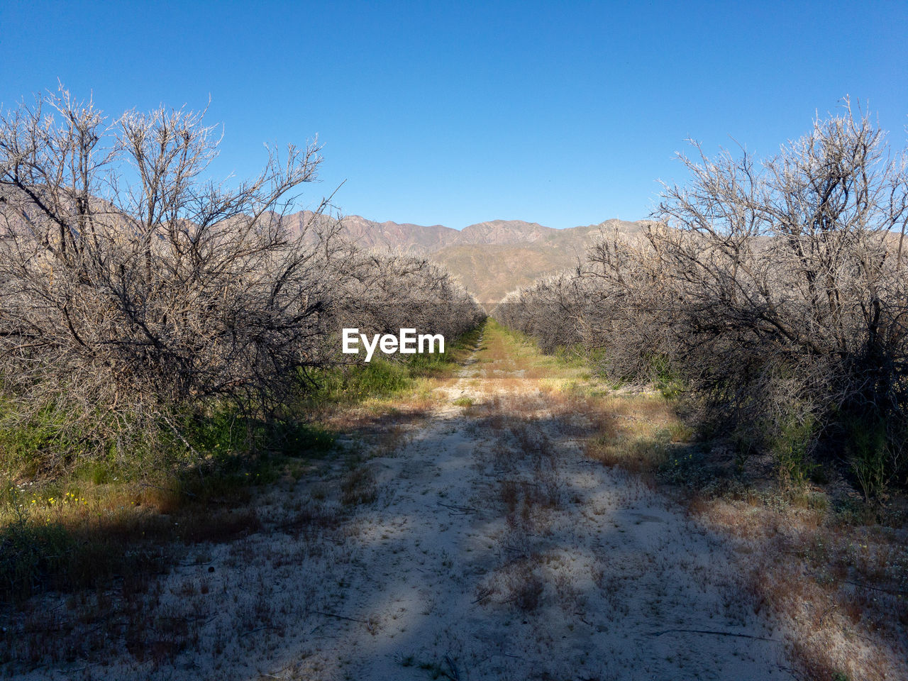 Tractor lane through and abandoned orchard near anza borrego desert state park in california.