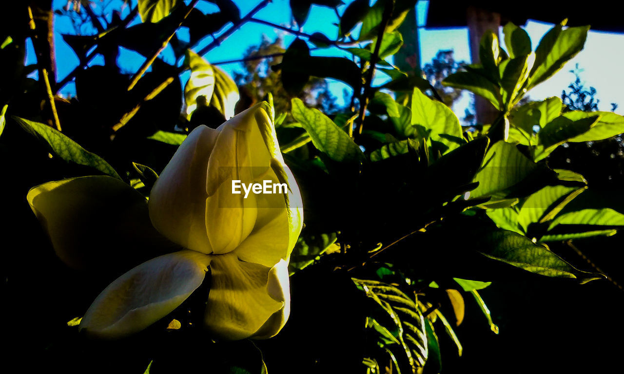 CLOSE-UP OF YELLOW FLOWERS AGAINST BLURRED BACKGROUND