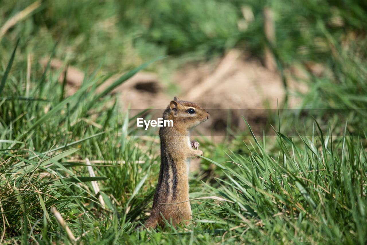 Chipmunk standing at attention