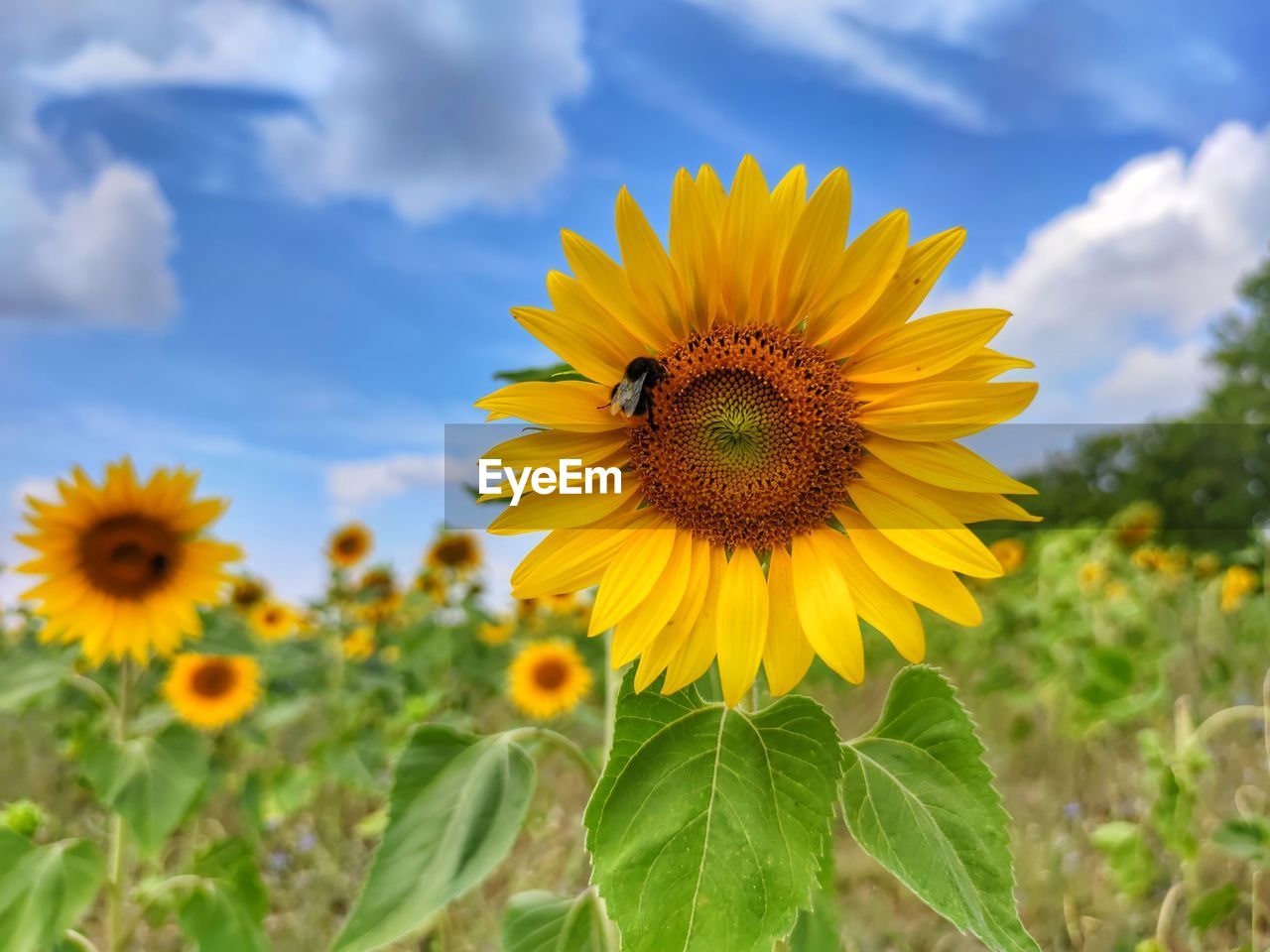 Close-up of sunflower on field