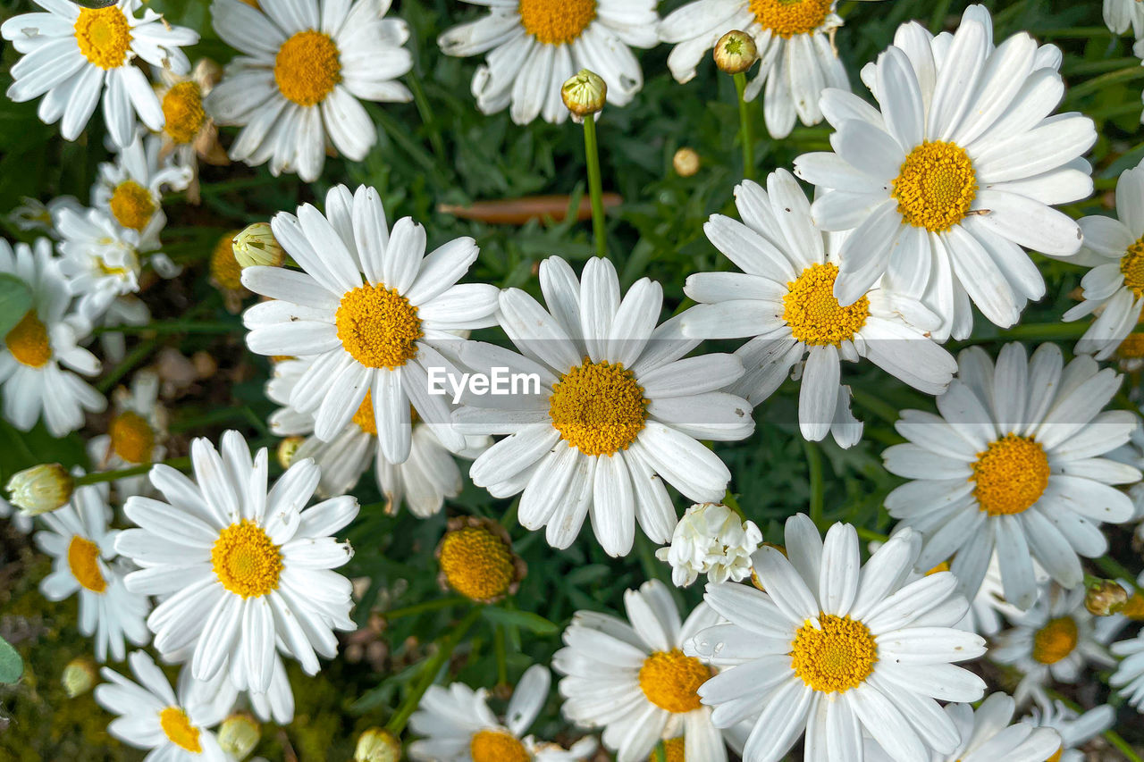 CLOSE-UP OF FRESH WHITE DAISIES