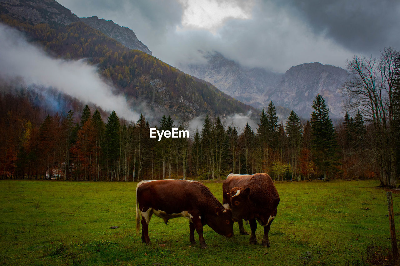 HORSES GRAZING IN FIELD AGAINST MOUNTAINS