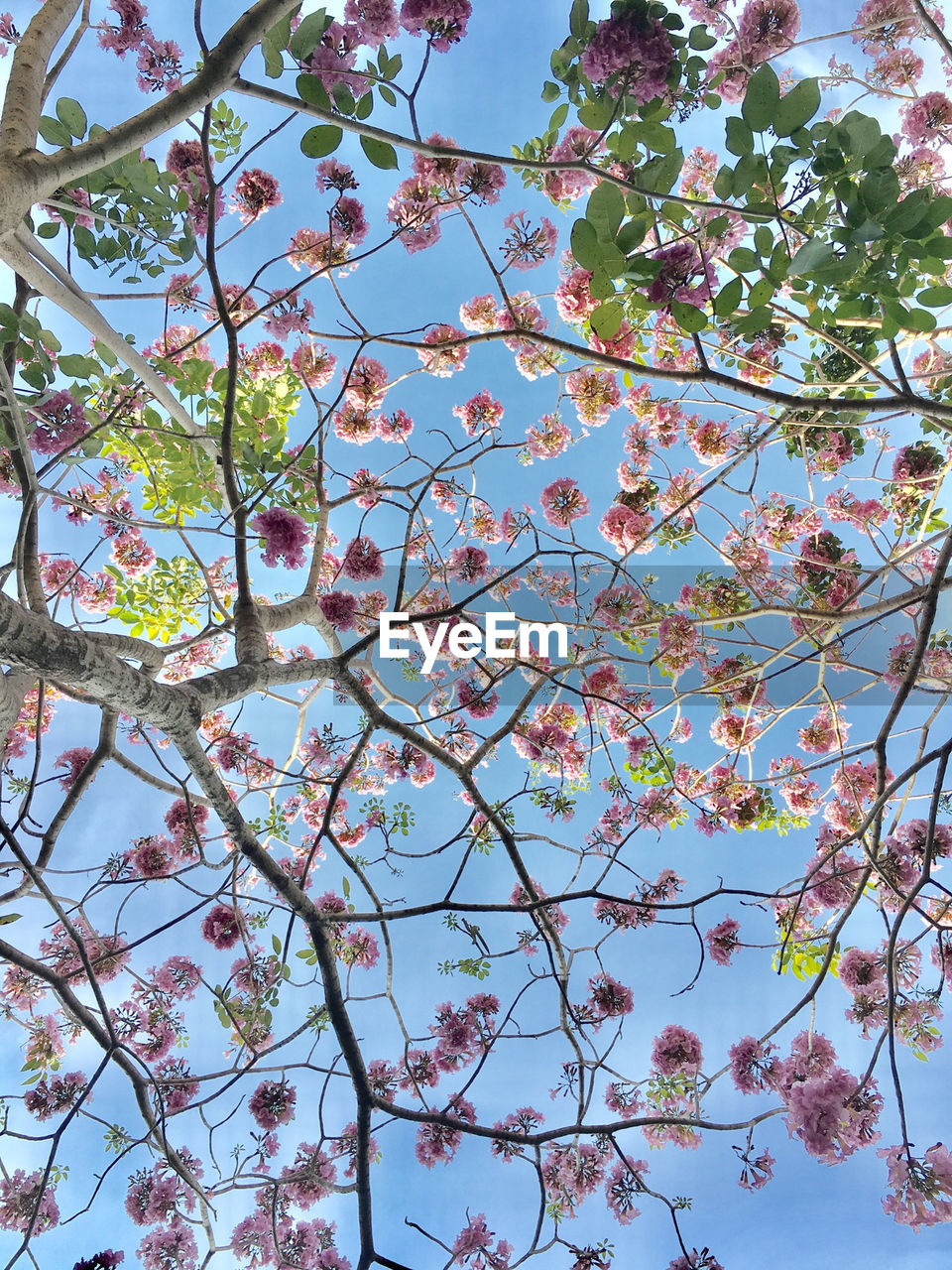 LOW ANGLE VIEW OF CHERRY TREE AGAINST SKY