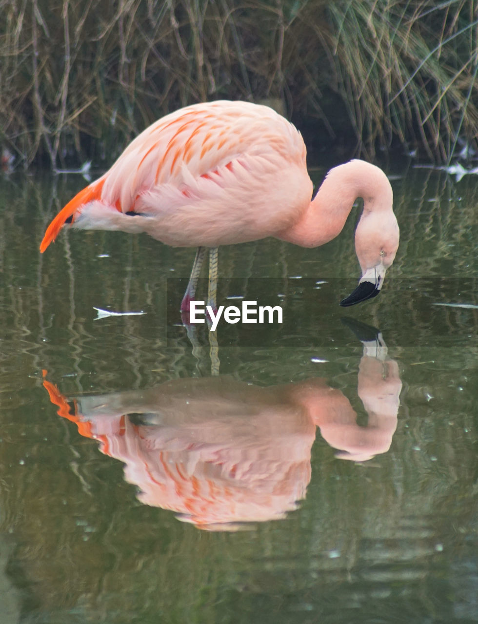 Reflection of flamingo on lake