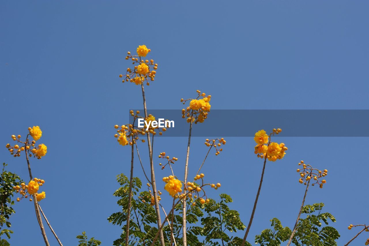 LOW ANGLE VIEW OF YELLOW FLOWERS AGAINST CLEAR BLUE SKY