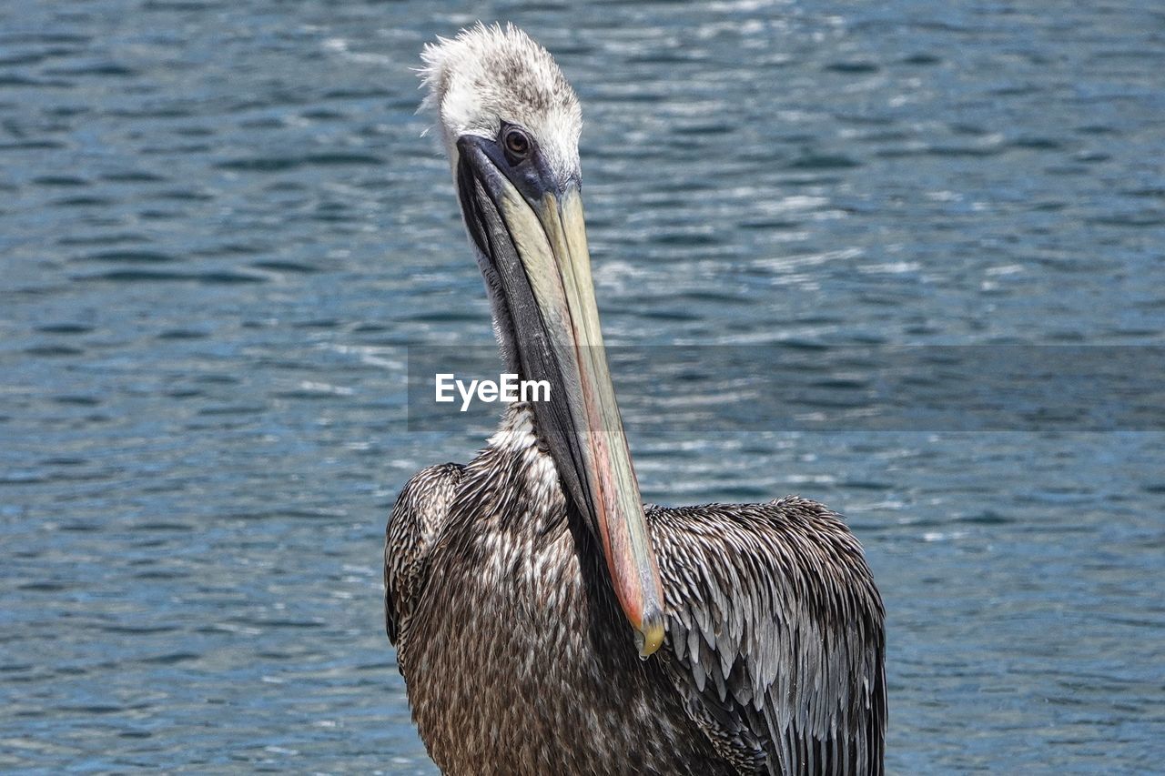 close-up of pelican swimming in lake