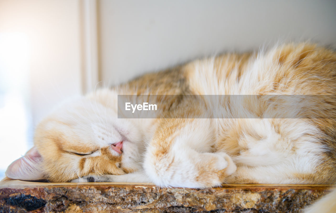 Cute scottish british cat sleep on wood, pet and animal concept