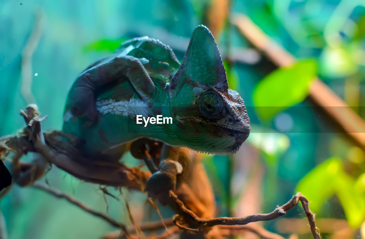 Common chameleon or mediterranean chameleon chamaeleo chamaeleon sitting on a tree branch