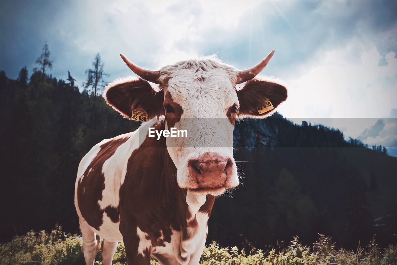 Portrait of cow on field against sky