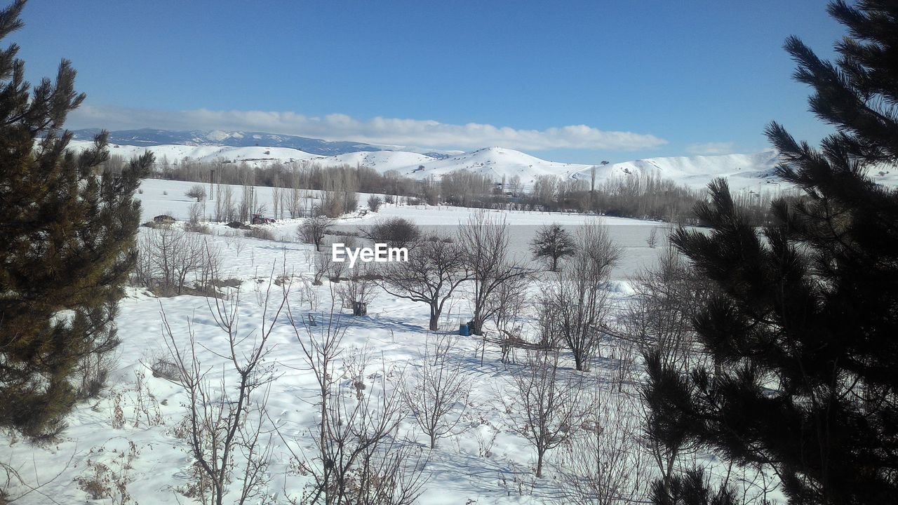 TREES AGAINST SKY DURING WINTER