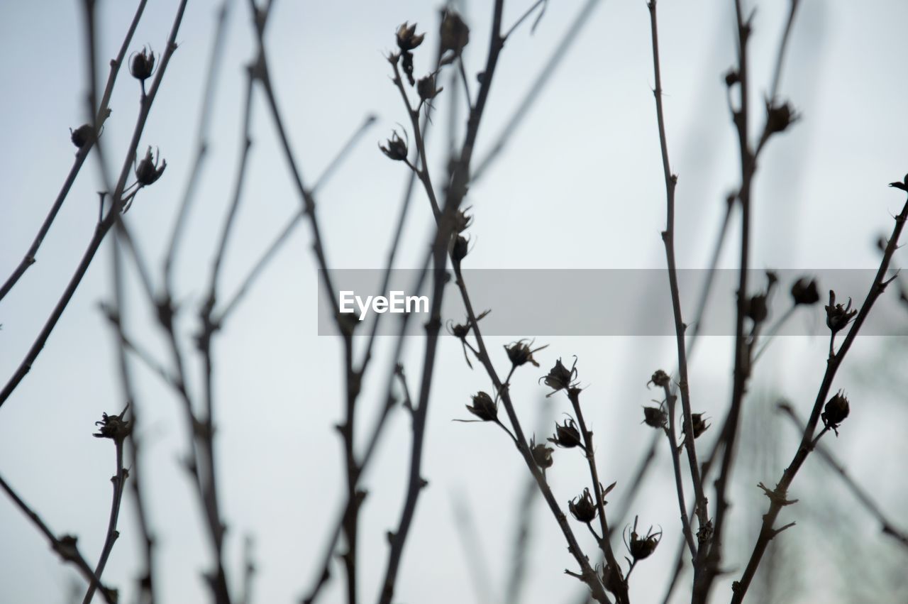 Close-up of flowering plant against sky