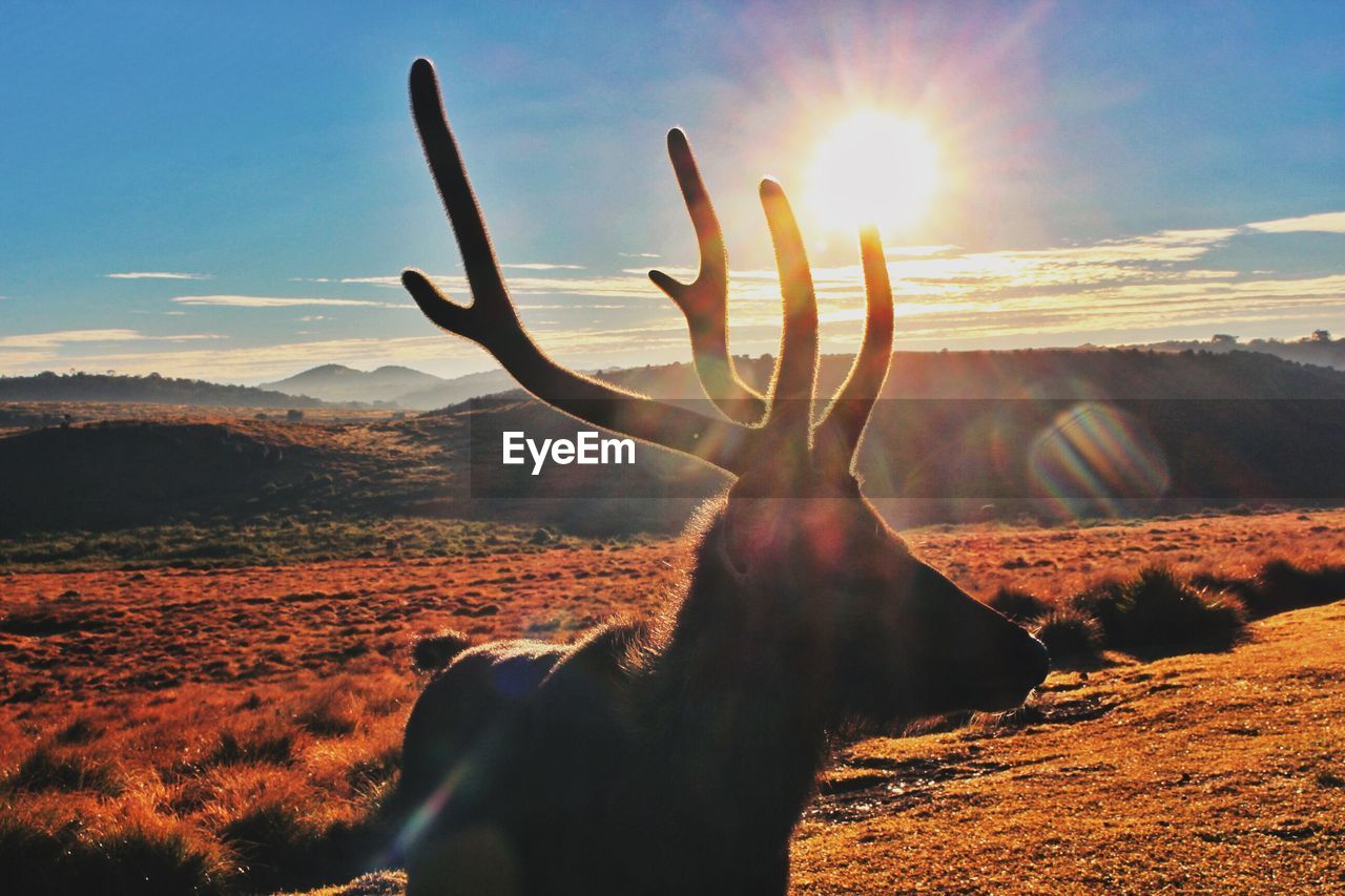 Deer at horton plains national park 