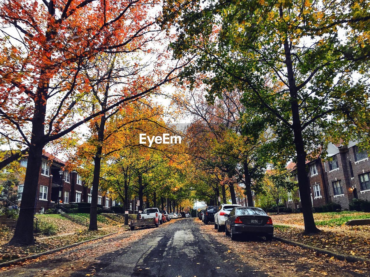 ROAD PASSING THROUGH TREES