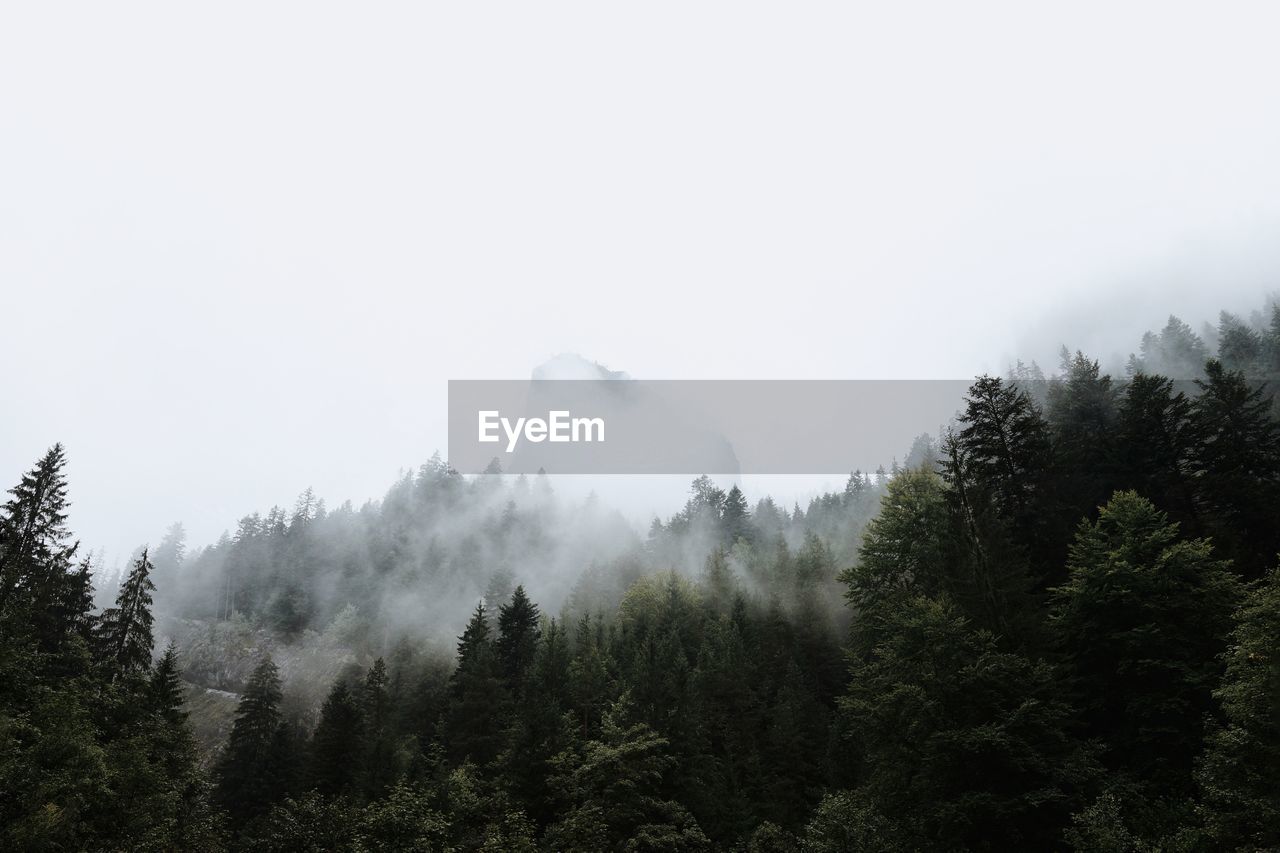 Trees in forest against sky