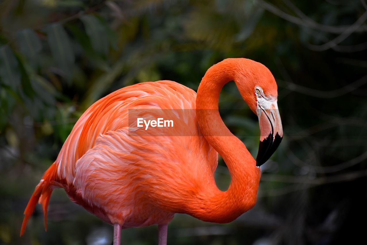 Close-up of a flamingo