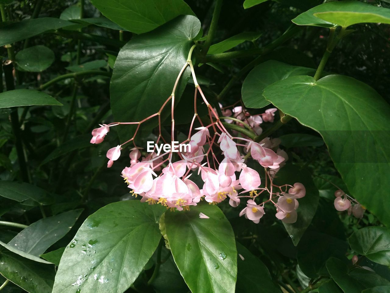 HIGH ANGLE VIEW OF PINK FLOWER