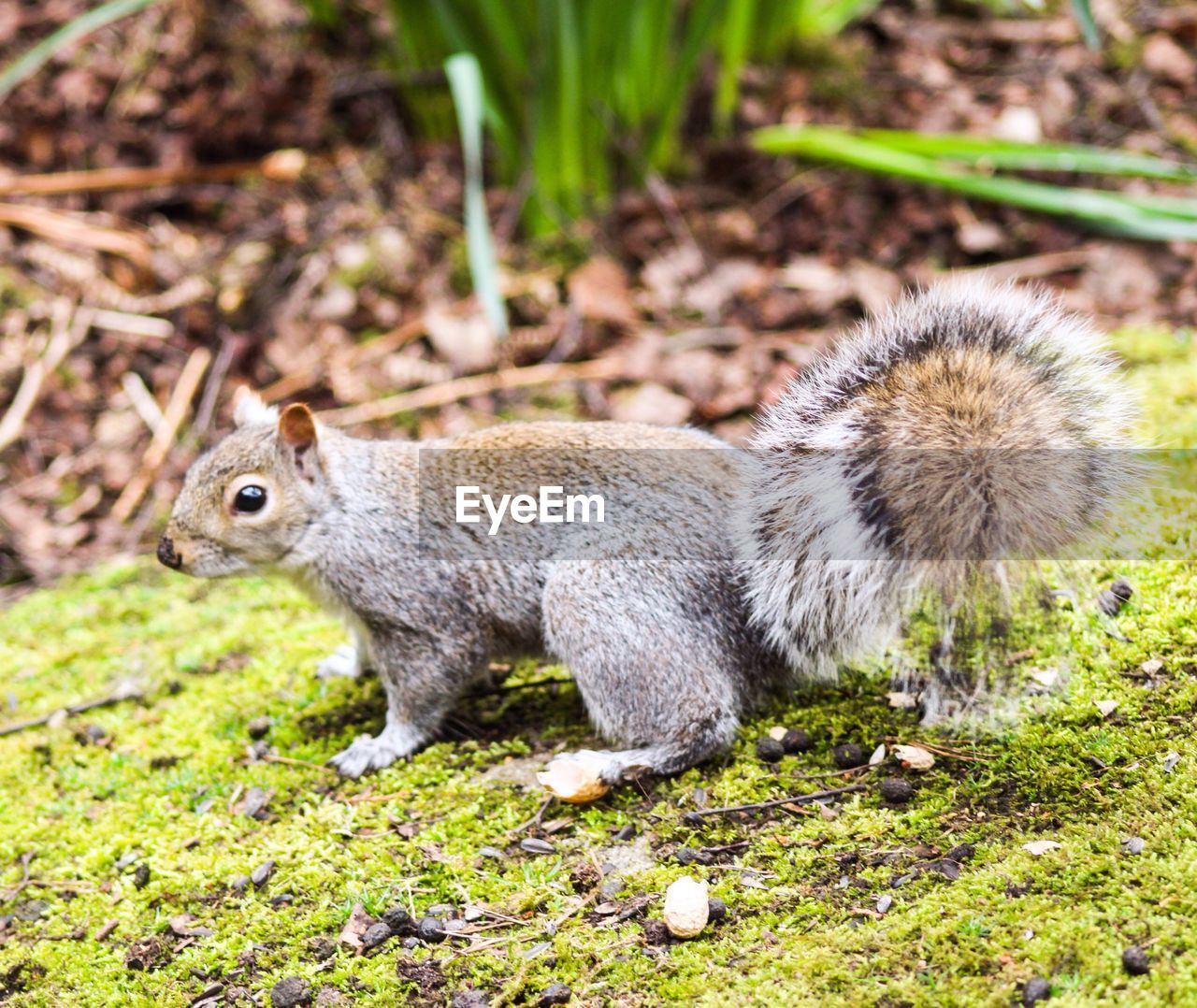 Close-up of squirrel on grassy field