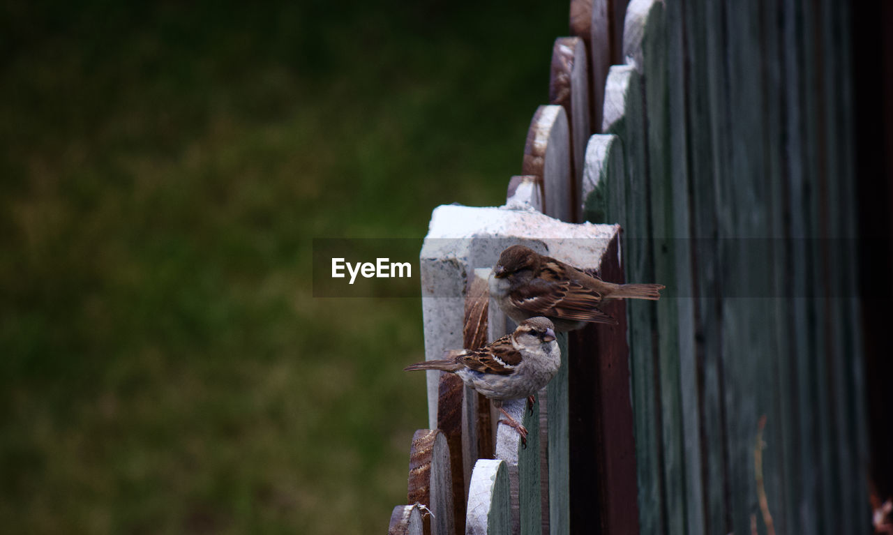 CLOSE-UP OF RUSTY METAL AT CEMETERY