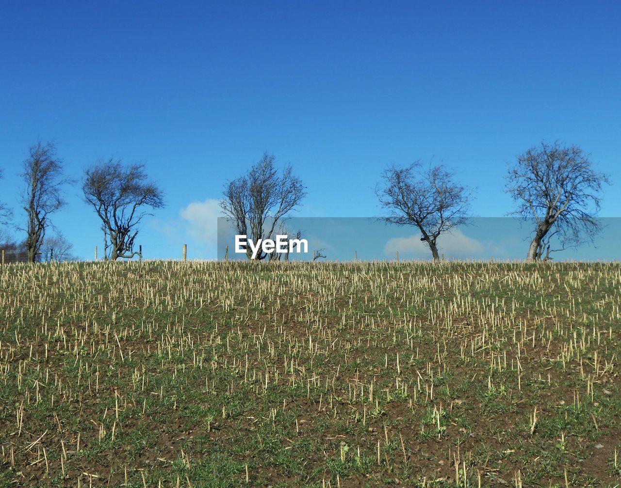Plants growing on field against clear blue sky