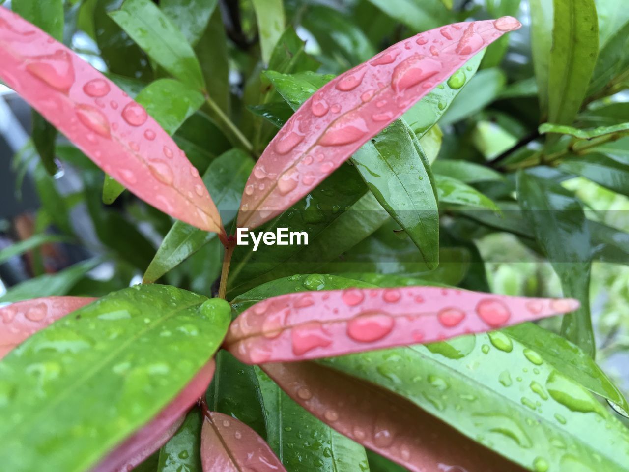 Close-up of rain drops on pink leaves