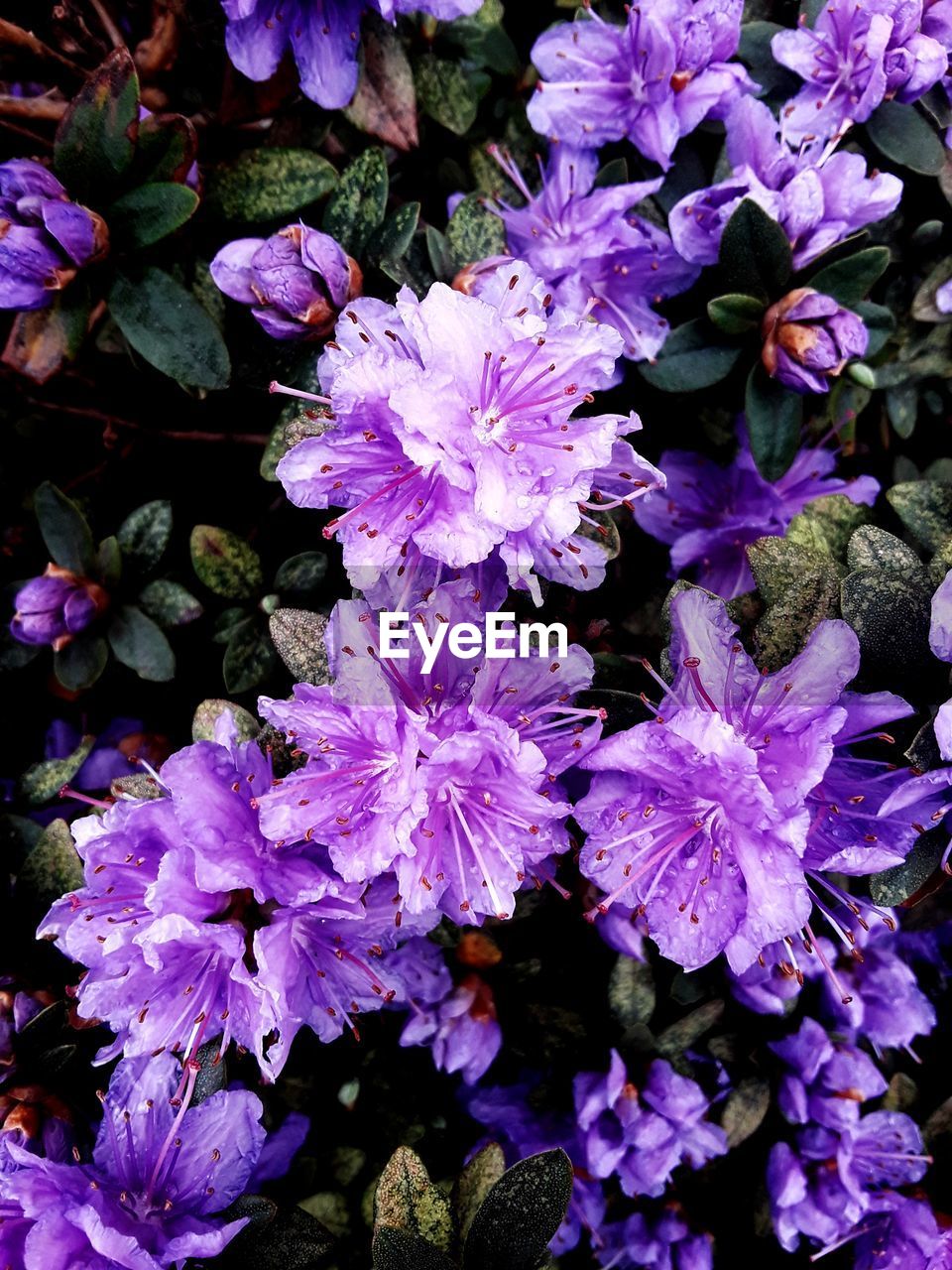 CLOSE-UP OF PURPLE FLOWERS