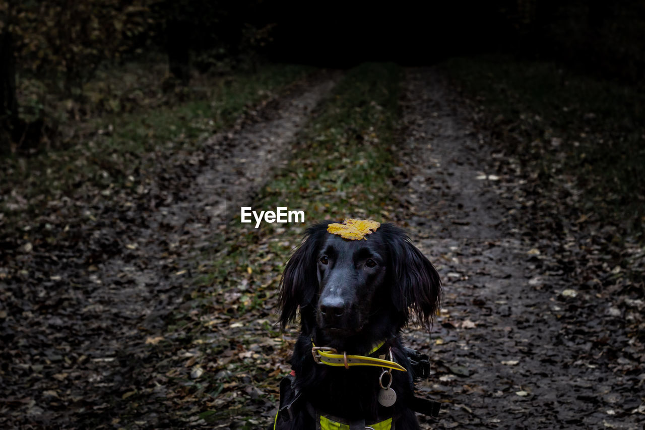 portrait of dog standing on field