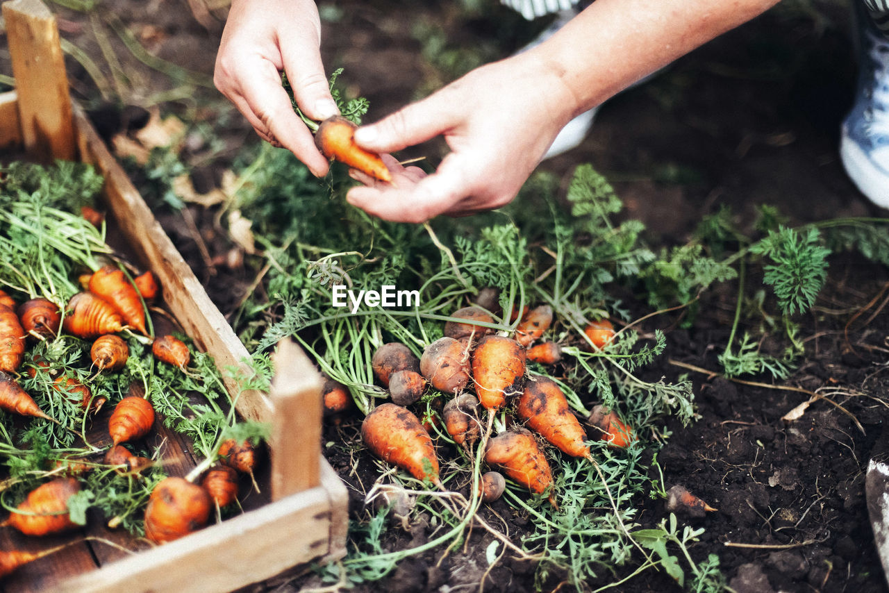 Woman harvesting carrots from backyard garden