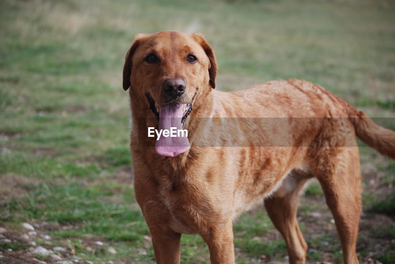 Close-up of red retriever standing outdoors