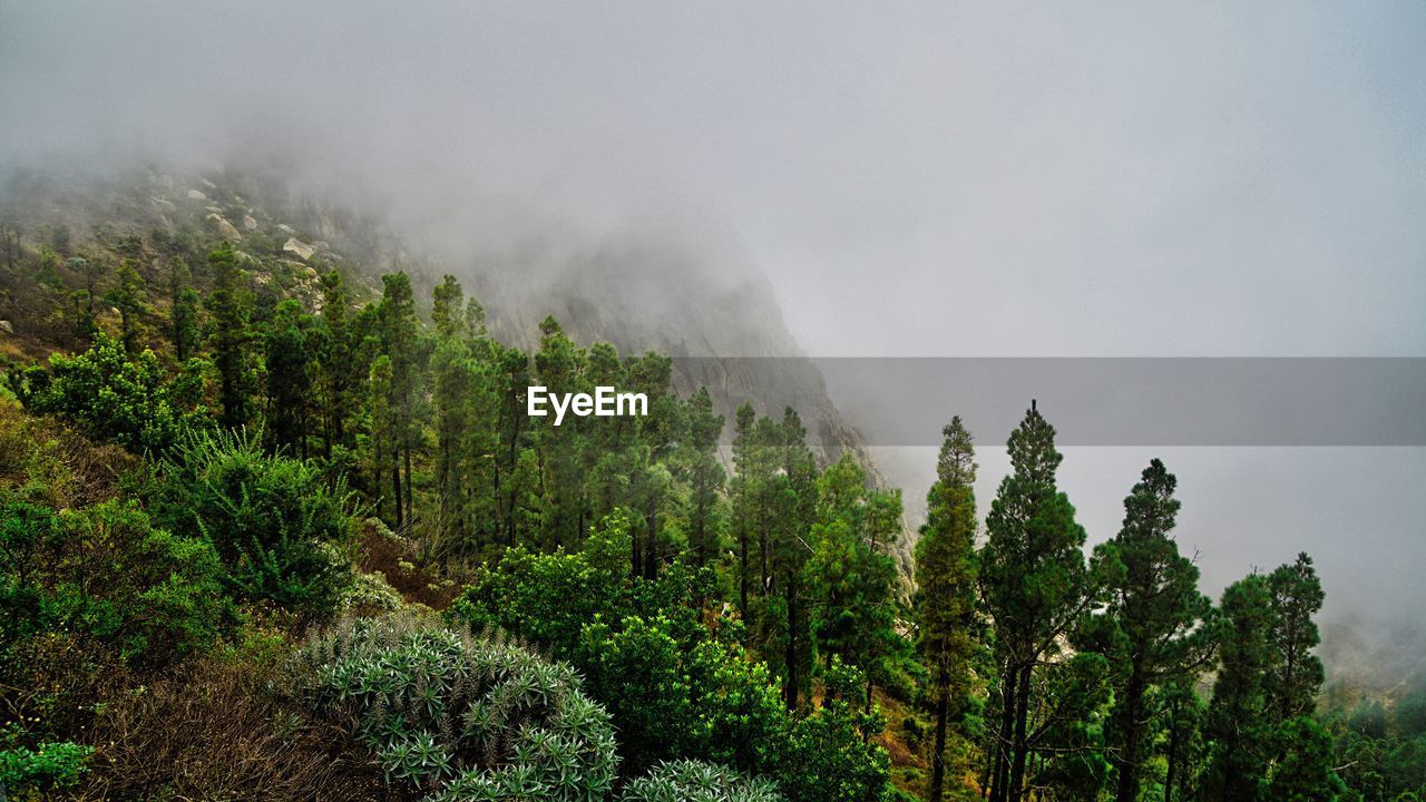 Panoramic view of forest against sky