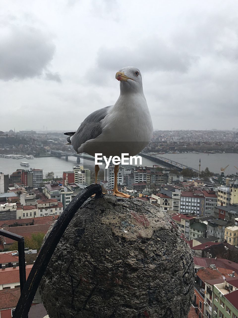 HIGH ANGLE VIEW OF SEAGULL PERCHING ON CITY
