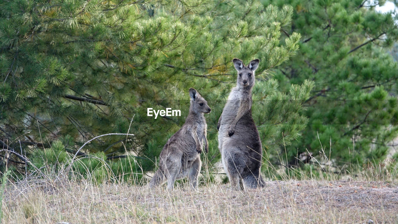 Kangaroo standing in a forest