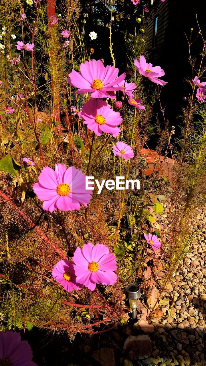 HIGH ANGLE VIEW OF PURPLE CROCUS FLOWERS BLOOMING