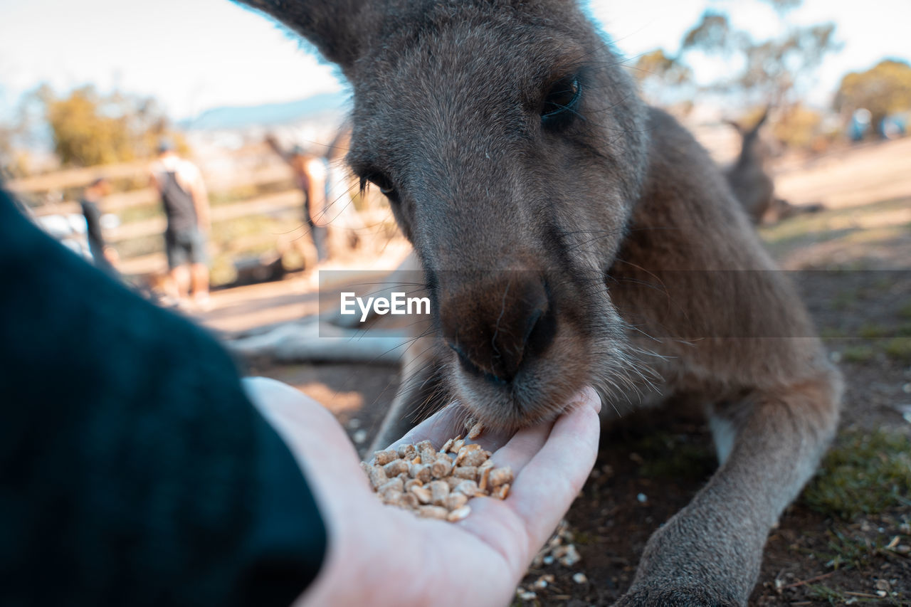 Close-up of person feeding kangaroo