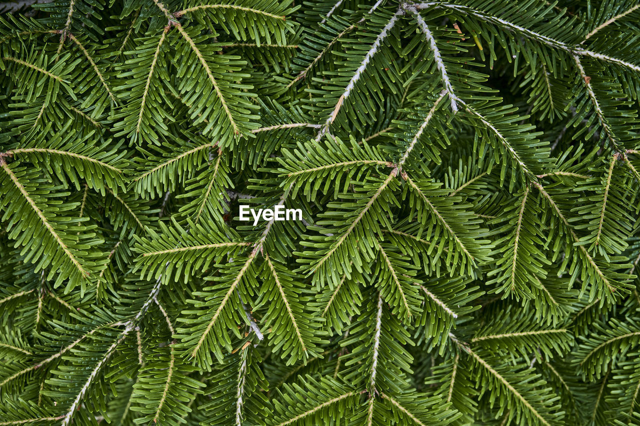 Texture of coniferous branches as plant background. top view