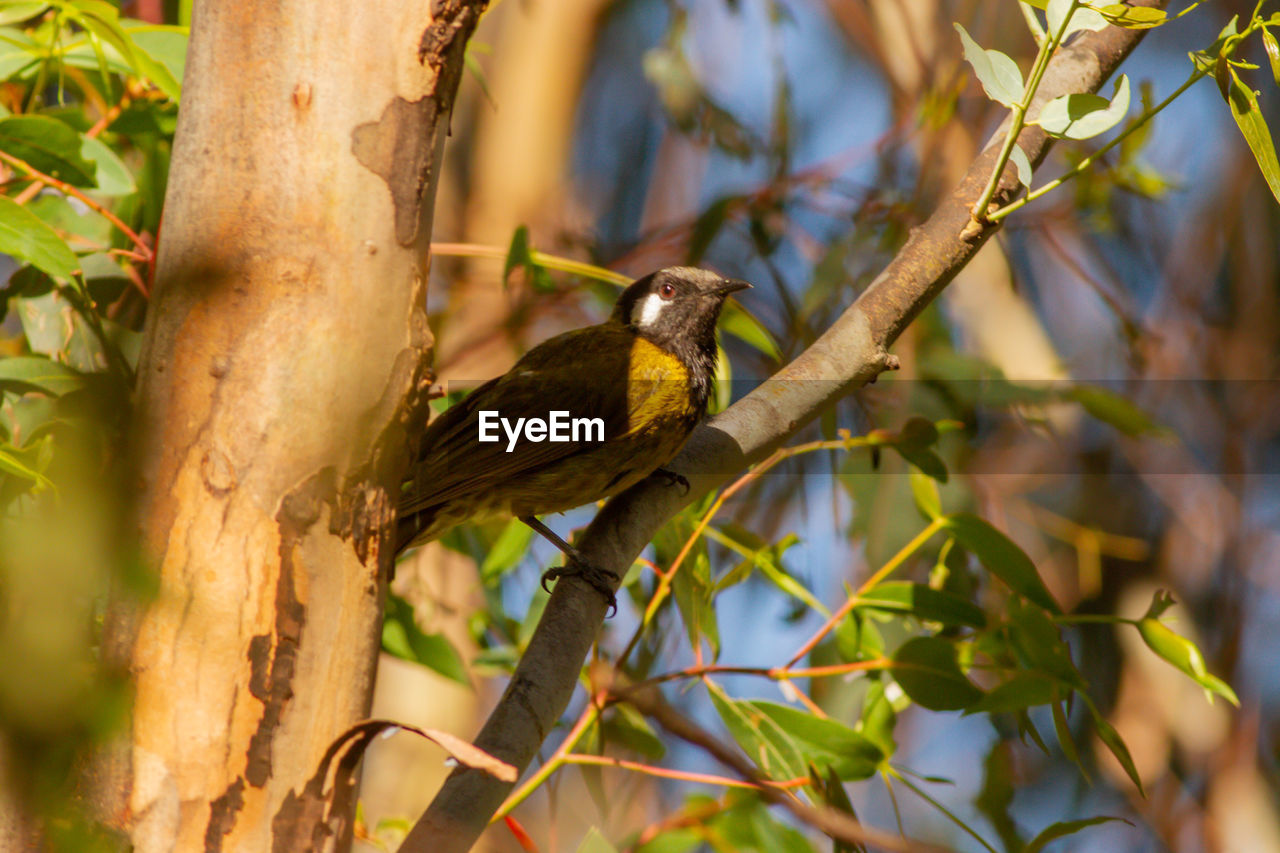 LOW ANGLE VIEW OF A BIRD PERCHING ON TREE