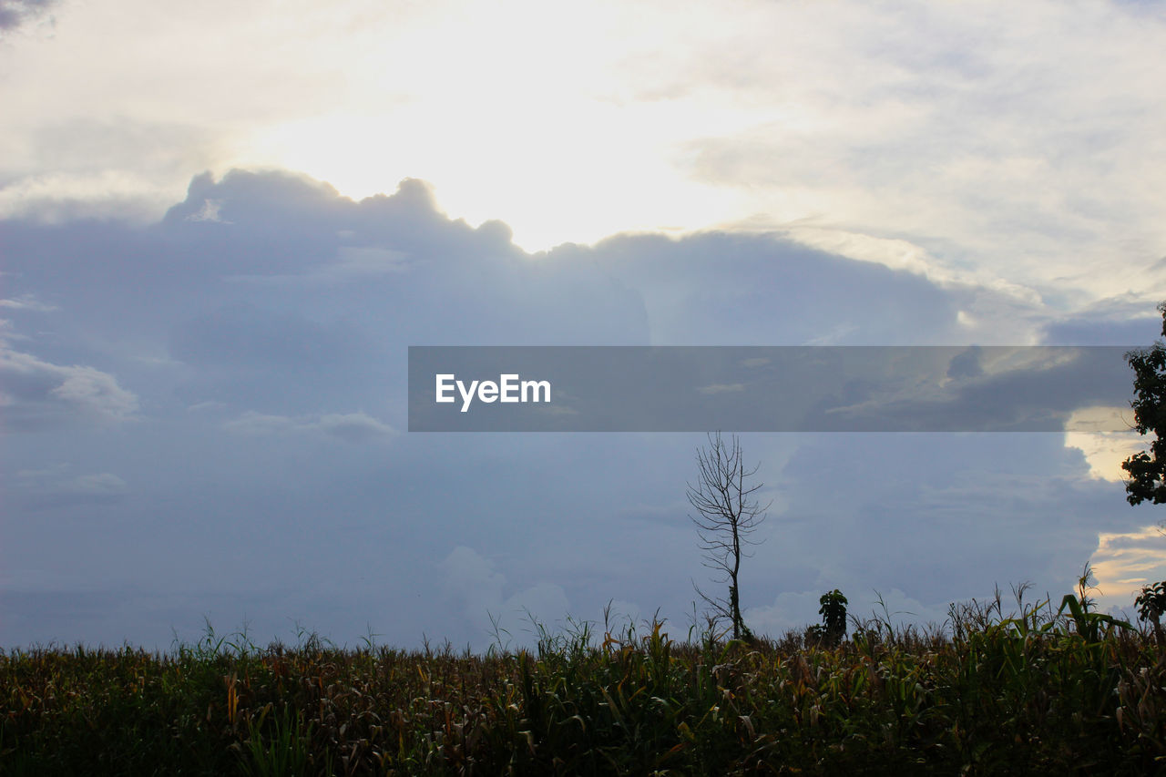 PLANTS ON FIELD AGAINST SKY