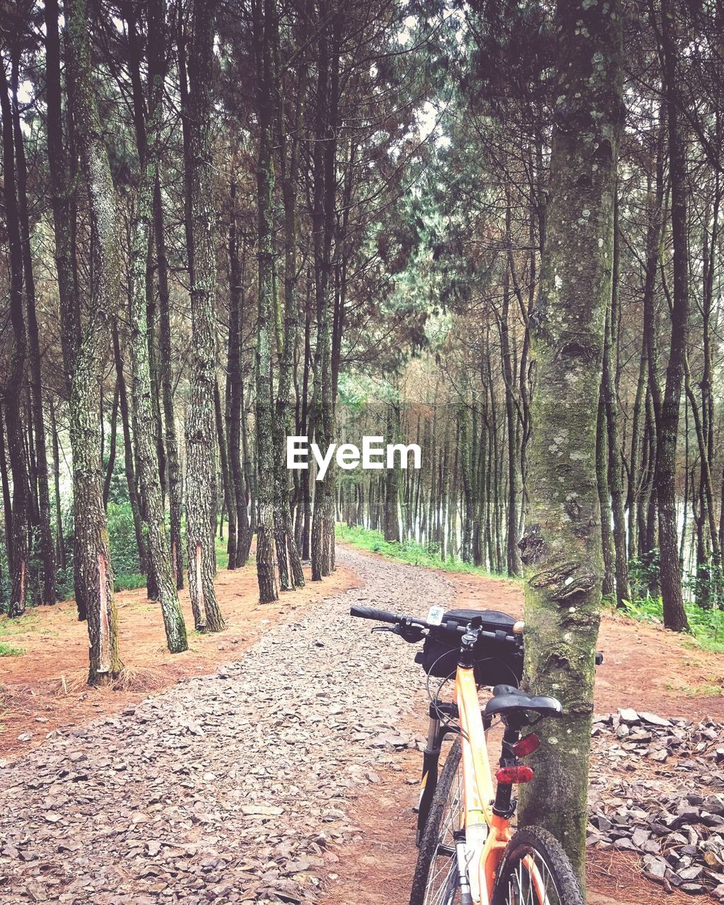 ROAD AMIDST TREES IN FOREST