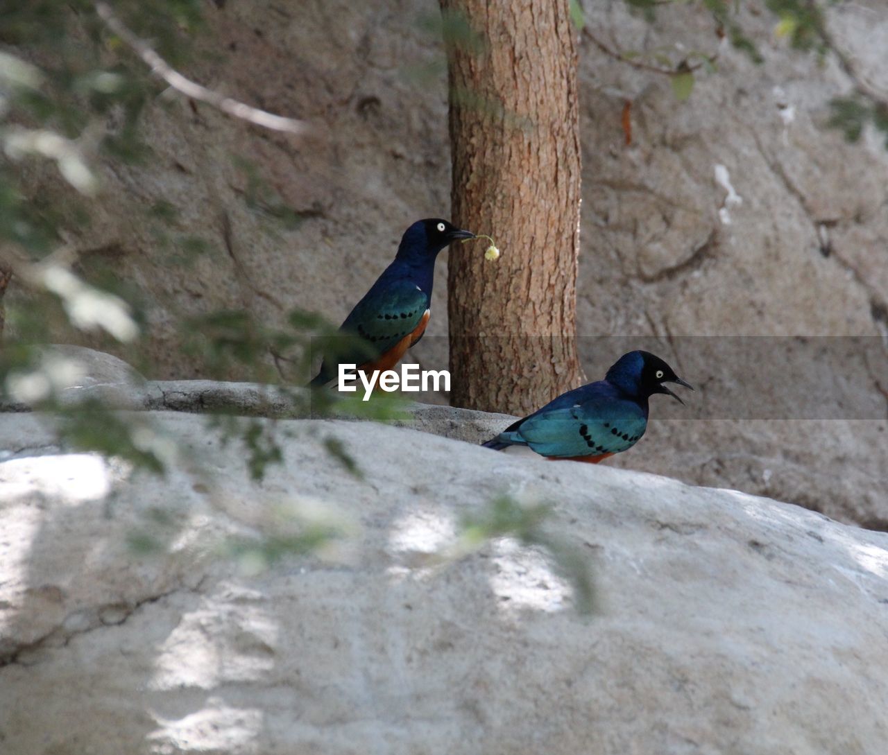 VIEW OF BIRD PERCHING ON TREE